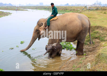 Asiatic elephant, Asian elephant (Elephas maximus), mahout riding an drinking elephant with infant at the Rapti river, Nepal, Terai, Chitwan National Park Stock Photo