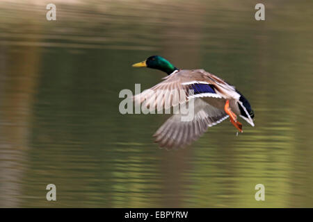 mallard (Anas platyrhynchos), flying up drake, Germany, Baden-Wuerttemberg Stock Photo