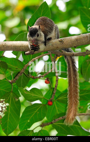 Grizzled giant squirrel (Ratufa macroura), sitting on a branch, Sri Lanka Stock Photo