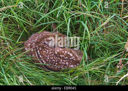 roe deer (Capreolus capreolus), fawn hiding in a meadow, Germany, Lower Saxony Stock Photo