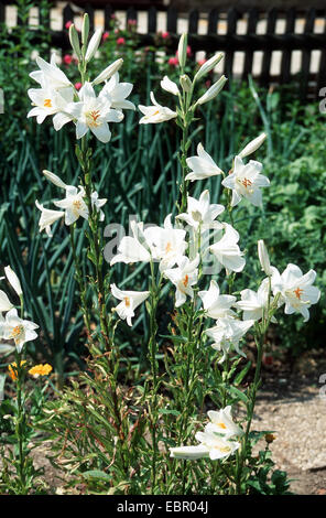 madonna lily (Lilium candidum), in a garden Stock Photo