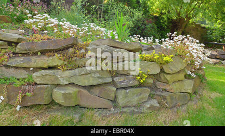 white stonecrop (Sedum album), wall with different Sedum species, Germany Stock Photo
