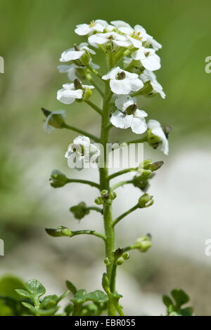 Chamois Cress, Chamois Grass (Pritzelago alpina, Hutchinsia alpina, Iberidella alpina), inflorescence, Germany Stock Photo