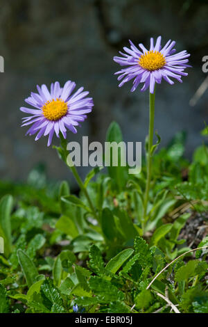 boreal aster, alpine aster (Aster alpinus), blooming, Switzerland Stock Photo