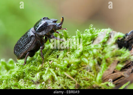 rhinoceros beetle, small European rhinoceros beetle (Sinodendron cylindricum), male on moss, Germany, Rhineland-Palatinate Stock Photo