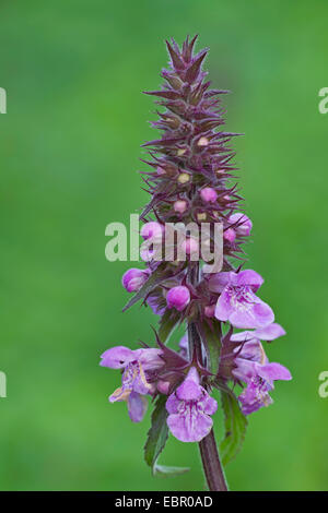 marsh betony, marsh woundwort, swamp hedge-nettle, marsh hedge-nettle (Stachys palustris), inflorescence, Germany Stock Photo