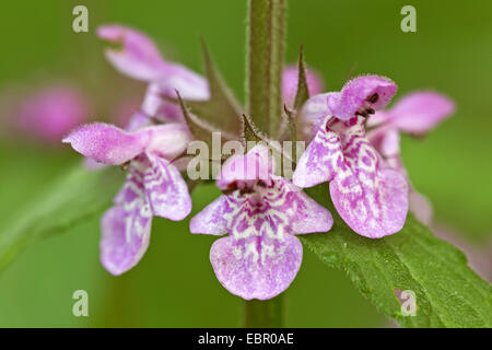 marsh betony, marsh woundwort, swamp hedge-nettle, marsh hedge-nettle (Stachys palustris), whorl of flowers, Germany Stock Photo