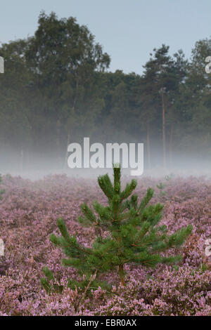 Common Heather, Ling, Heather (Calluna vulgaris), bloooming heath in morning mist with young pine, Netherlands, De Meinweg National Park Stock Photo