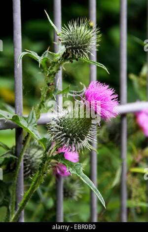 Bull thistle, Common thistle, Spear thistle (Cirsium vulgare, Cirsium lanceolatum), blooming at agarden gate, Germany, North Rhine-Westphalia Stock Photo