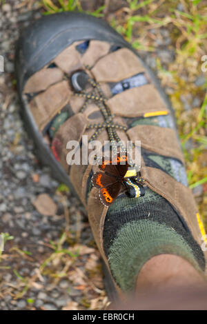 Arran brown, Ringlet butterfly (Erebia ligea), sitting on a shoe sucking sweat, Germany, Thueringen, Rhoen Stock Photo