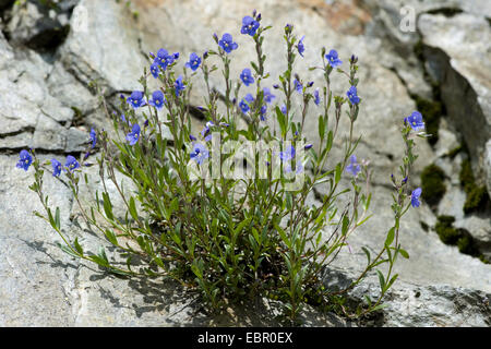 Rock speedwell (Veronica fruticans), blooming, Switzerland Stock Photo