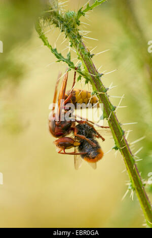 hornet, brown hornet, European hornet (Vespa crabro), with preyed wasp, Germany, Rhineland-Palatinate Stock Photo