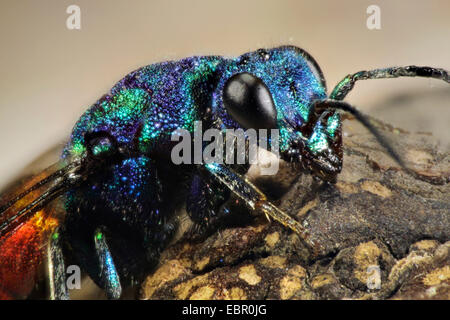common gold wasp, ruby-tail, ruby-tailed wasp (Chrysis ignita), portrait, Germany Stock Photo