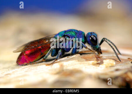 common gold wasp, ruby-tail, ruby-tailed wasp (Chrysis ignita), on bark, Germany Stock Photo