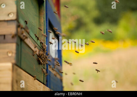 honey bee, hive bee (Apis mellifera mellifera), arrival from bees at the entrance of the beehive, Germany, Rhineland-Palatinate Stock Photo