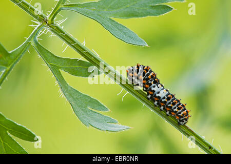 swallowtail (Papilio machaon), young caterpillar on wild carrot, Germany, Rhineland-Palatinate Stock Photo