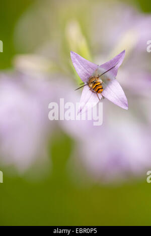 Marmalade hoverfly (Episyrphus balteatus), pollinating on Spreading Bellflower, Germany, Rhineland-Palatinate Stock Photo