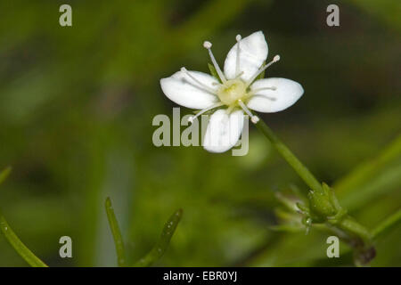 Mossy sandwort (Moehringia muscosa), flower, Germany Stock Photo