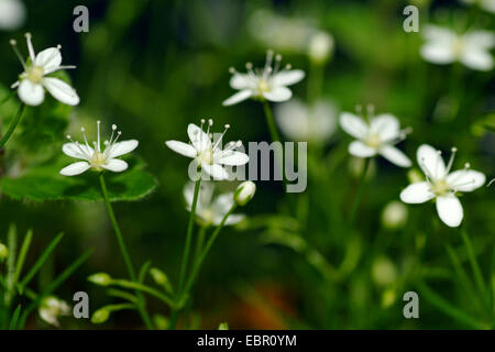 Mossy sandwort (Moehringia muscosa), blooming, Germany Stock Photo