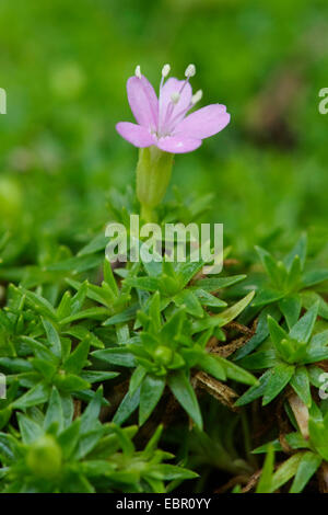 moss campion (Silene acaulis), blooming, Germany Stock Photo