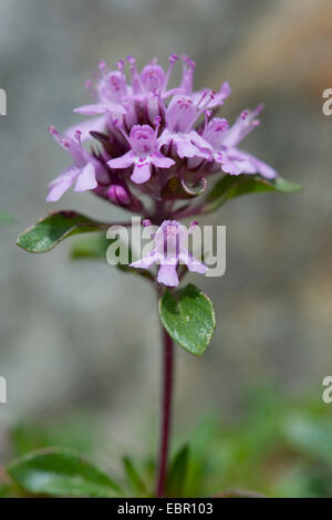 Creeping thyme (Thymus praecox ssp polytrichus), inflorescence, Switzerland Stock Photo