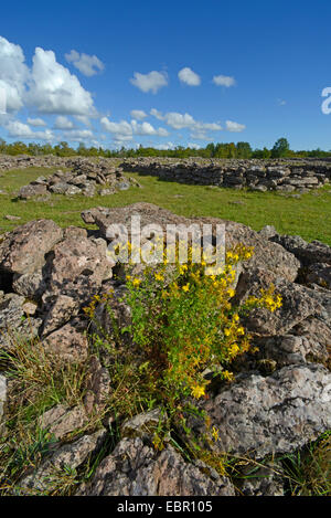 St. Johnswort (Hypericum sp  ), ruins of castle Ismantorp on Oeland, Sweden, Oeland Stock Photo