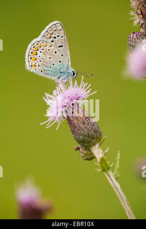 common blue (Polyommatus icarus), at boar thistle, Germany, Thueringen Stock Photo