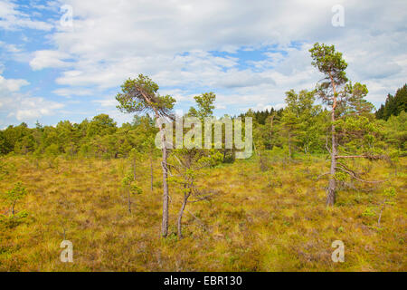 Scotch pine, Scots pine (Pinus sylvestris), Schwarzes Moor bog and scotch pines, Germany, Thueringen, Rhoen Stock Photo