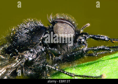 St. Mark's fly (Bibio marci), portrait, Germany Stock Photo