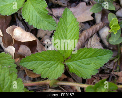 Indian strawberry, false strawberry, Indian mock-strawberry (Duchesnea indica, Potentilla indica), leaf, Germany Stock Photo