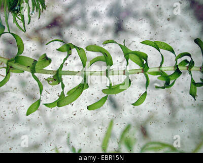 Nuttall waterweed, Western waterweed (Elodea nuttallii), sprout, Germany, North Rhine-Westphalia Stock Photo