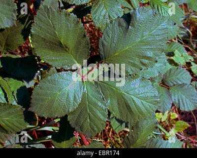 Armenian blackberry (Rubus armeniacus), leaf, Germany Stock Photo