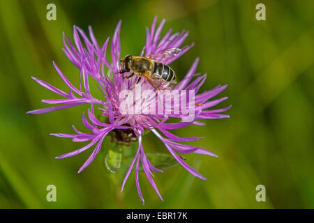 brown knapweed, brown-rayed knapweed (Centaurea jacea), flower with hoverfly, Germany, Bavaria Stock Photo