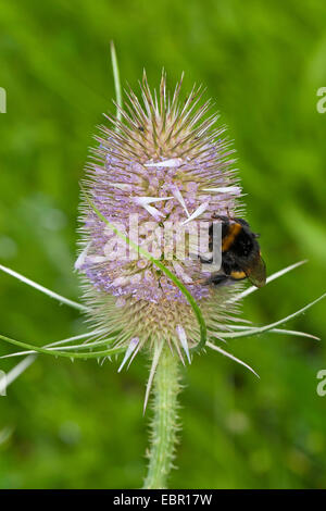 wild teasel, Fuller's teasel, common teasel, common teazle (Dipsacus fullonum, Dipsacus sylvestris), inflorescence with bumble bee, Germany Stock Photo