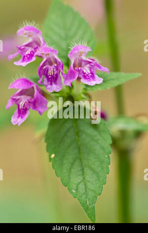 Downy Hemp-Nettle, Downy Hemp Nettle (Galeopsis pubescens), flowers, Germany, Saxony Stock Photo