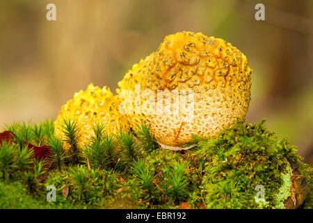 common earthball (Scleroderma citrinum), two fruiting bodies in moss on forest floor, Germany, North Rhine-Westphalia Stock Photo