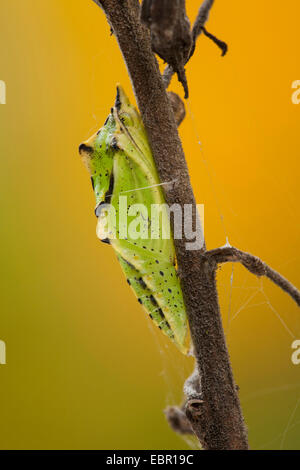 Green-veined white, Green veined white (Pieris napi, Artogeia napi), butterfly pupa at a stem, Germany, Rhineland-Palatinate Stock Photo