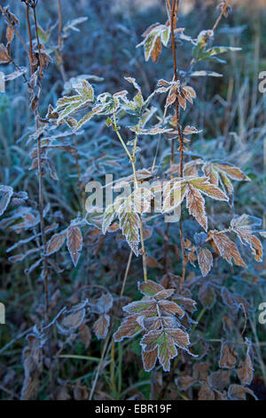 meadowsweet, queen-of-the-meadow (Filipendula ulmaria), with hoar frost, Germany Stock Photo