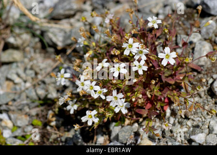 rock campion (Silene rupestris), blooming, Switzerland, Sustenpass Stock Photo