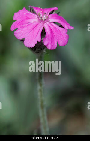 Flower-of-Jove (Lychnis flos-jovis, Silene flos-jovis), flower, Switzerland Stock Photo
