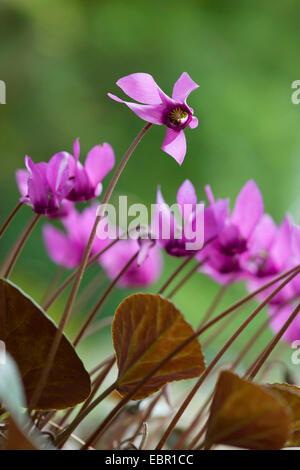 European cyclamen (Cyclamen purpurascens), blooming, Germany Stock Photo
