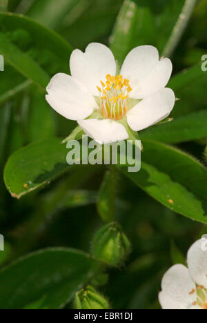 White Cinquefoil (Potentilla alba), flower, Germany Stock Photo