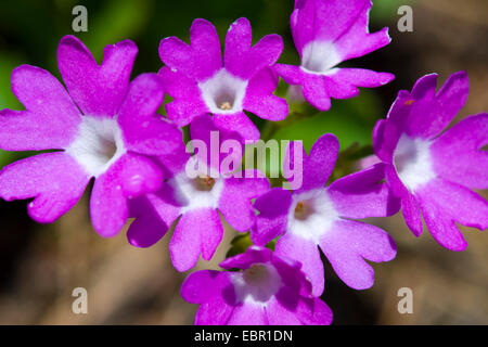 Stinking Primerose (Primula hirsuta), flowers, Switzerland Stock Photo