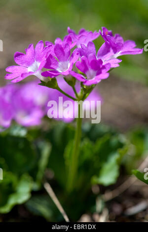 Stinking Primerose (Primula hirsuta), flowers, Switzerland Stock Photo