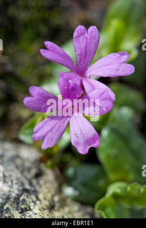 Entire-leaved primrose (Primula integrifolia), flowers, Switzerland Stock Photo