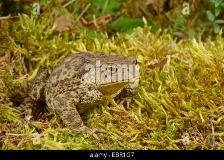 European common toad (Bufo bufo), sits on moss, Sweden, Oeland Stock Photo