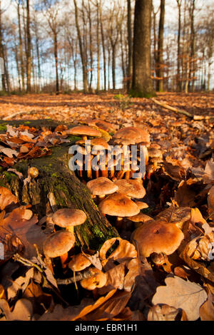 sulphur tuft (Hypholoma fasciculare), on deadwood in forest, Germany, Rhineland-Palatinate Stock Photo