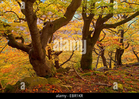 common beech (Fagus sylvatica), old beeches in autumn, Germany, Hesse, Kellerwald National Park Stock Photo