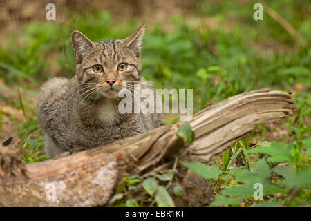 European wildcat, forest wildcat (Felis silvestris silvestris), squating on dead wood, Germany, Rhineland-Palatinate Stock Photo