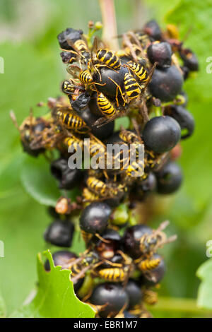 vespid wasps, social wasps (hornets & yellowjackets & potter wasps & paper wasps) (Vesperidae, Vespidae), wasps at black grapes, Germany, Rhineland-Palatinate